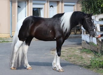 Baroque Pinto, Gelding, 13 years, 16,1 hh, Pinto