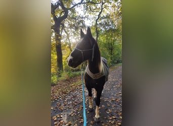 Baroque Pinto, Gelding, 15 years, 15.2 hh, Pinto