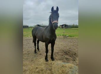 Baroque Pinto Stallion 2 years Brown in Chiclana de la Frontera