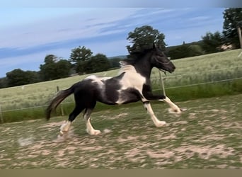 Baroque Pinto, Gelding, 2 years, 14,2 hh, Pinto