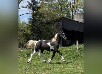 Baroque Pinto, Gelding, 2 years, 15.2 hh, Pinto