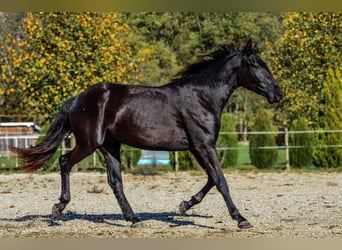 Baroque Pinto, Gelding, 2 years, 16.2 hh, Black