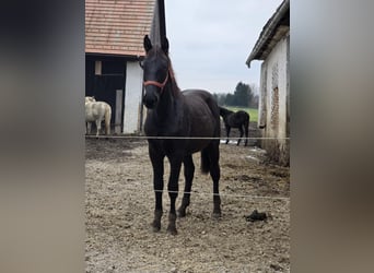 Baroque Pinto, Gelding, 2 years, 16,2 hh, Black
