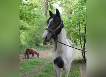Baroque Pinto, Gelding, 2 years, 16,2 hh, Pinto