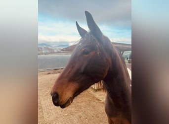 Baroque Pinto, Gelding, 3 years, 15 hh, Pinto