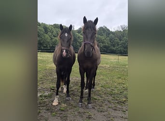 Baroque Pinto Mix, Gelding, 3 years, 15,1 hh, Smoky-Black