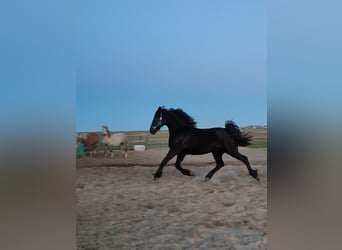 Baroque Pinto, Gelding, 3 years, 15,2 hh, Black