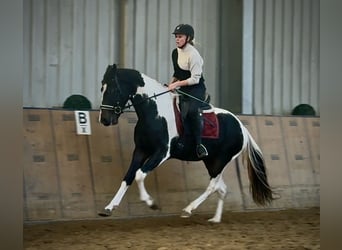 Baroque Pinto, Gelding, 3 years, 15,2 hh, Pinto