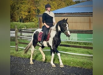 Baroque Pinto, Gelding, 3 years, 15,2 hh, Pinto
