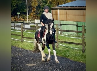 Baroque Pinto, Gelding, 3 years, 15,2 hh, Pinto
