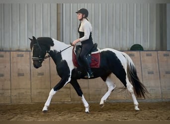 Baroque Pinto, Gelding, 3 years, 15,2 hh, Pinto