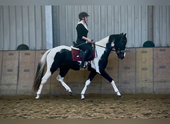 Baroque Pinto, Gelding, 3 years, 15,2 hh, Pinto