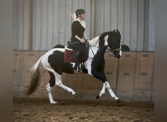 Baroque Pinto, Gelding, 3 years, 15,2 hh, Pinto