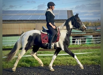 Baroque Pinto, Gelding, 3 years, 15,2 hh, Pinto