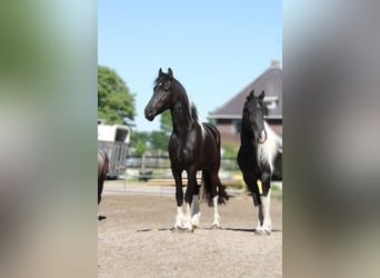Baroque Pinto Mix, Gelding, 3 years, 15,2 hh, Pinto