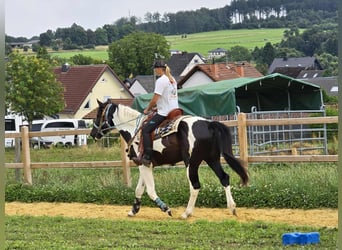 Baroque Pinto, Gelding, 3 years, 15,2 hh, Pinto