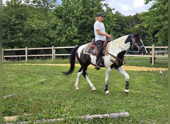 Baroque Pinto, Gelding, 3 years, 15,2 hh, Pinto