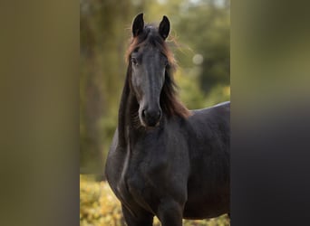 Barockpinto, Wallach, 3 Jahre, 16 hh, Rappe