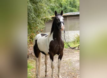 Baroque Pinto, Gelding, 4 years, 15.1 hh, Pinto