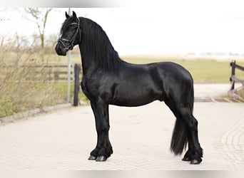 Baroque Pinto, Gelding, 4 years, 15,2 hh, Black