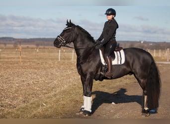 Baroque Pinto, Gelding, 4 years, 15,2 hh, Black