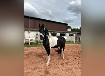 Baroque Pinto, Gelding, 4 years, 16 hh, Pinto