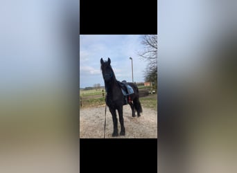 Baroque Pinto, Gelding, 4 years