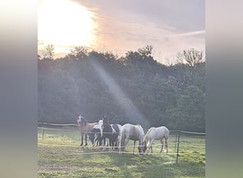Baroque Pinto, Gelding, 5 years, 15.2 hh, Buckskin