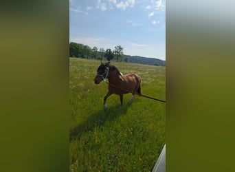 Baroque Pinto Mix, Gelding, 5 years, 15 hh, Pinto