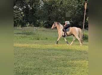 Baroque Pinto, Gelding, 5 years, 15,2 hh, Buckskin