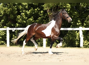 Baroque Pinto, Gelding, 5 years