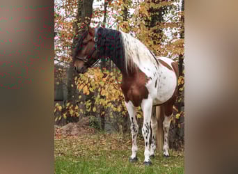 Baroque Pinto, Gelding, 6 years, 15.3 hh, Pinto