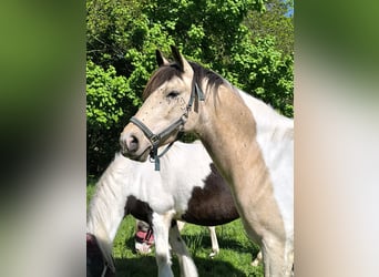 Baroque Pinto, Gelding, 6 years, 15,2 hh, Buckskin