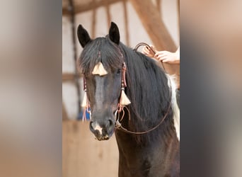 Baroque Pinto, Gelding, 6 years, 16 hh, Pinto