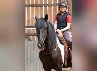 Baroque Pinto, Gelding, 6 years, 16 hh, Pinto