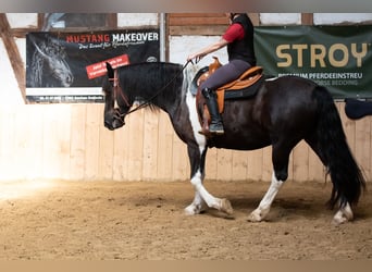 Baroque Pinto, Gelding, 6 years, 16 hh, Pinto