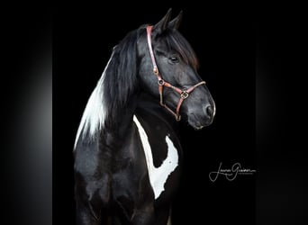 Baroque Pinto, Gelding, 6 years, 17.2 hh, Pinto