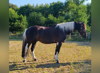 Baroque Pinto, Gelding, 6 years, 17.2 hh, Pinto