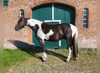 Baroque Pinto, Gelding, 6 years, 17.2 hh, Pinto