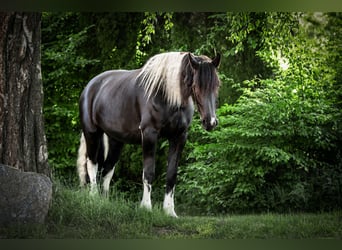 Baroque Pinto, Gelding, 6 years, 17.2 hh, Pinto