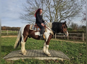 Baroque Pinto, Gelding, 9 years, 14.2 hh, Pinto