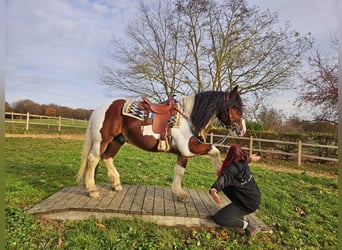 Baroque Pinto, Gelding, 9 years, 14,2 hh, Pinto