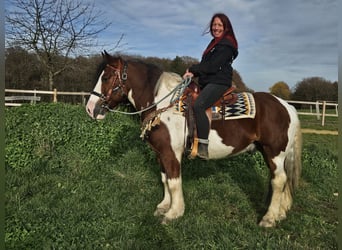 Baroque Pinto, Gelding, 9 years, 14,2 hh, Pinto