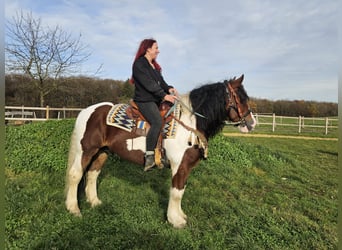 Baroque Pinto, Gelding, 9 years, 14,2 hh, Pinto