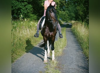 Baroque Pinto, Gelding, 9 years, 15.1 hh, Pinto