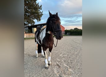 Baroque Pinto, Gelding, 9 years, 16.1 hh, Pinto