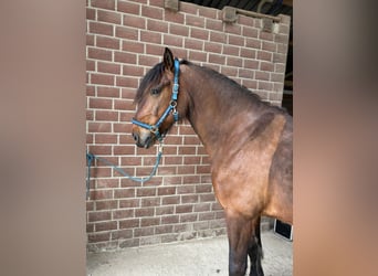 Baroque Pinto Mix, Gelding, 9 years, 17 hh, Brown