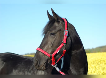 Baroque Pinto, Mare, 10 years, 15.2 hh, Pinto