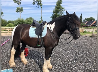 Baroque Pinto, Mare, 10 years, 16.1 hh, Pinto