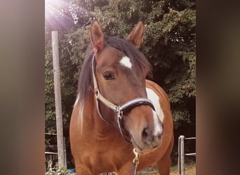 Baroque Pinto Mix, Mare, 11 years, 14.2 hh, Pinto